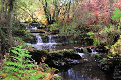 La forêt de Brocéliande